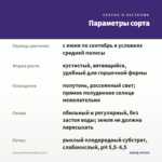 Фуксия Pinto de Blue (0,1л) — параметры сорта