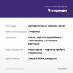 Фуксия Pinto de Blue (срез/3шт) — что приедет