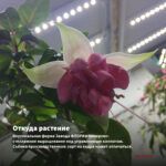 Фуксия Полуампельная Bella Maria (срез/3шт) — откуда растение: вертикальная ферма Завода ФЛОРА в Кемерово