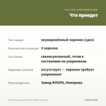 Фуксия Полуампельная Bella Natalie (срез/3шт) — что приедет