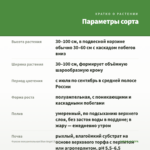 Фуксия полуампельная Blue Angel (0,1л) — параметры сорта
