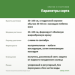 Фуксия полуампельная Blue Angel (0,1л) — параметры сорта