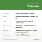 Фуксия полуампельная Blue Angel (0,1л) — что приедет