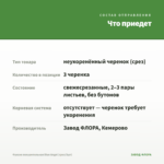 Фуксия полуампельная Blue Angel (срез/3шт) — что приедет