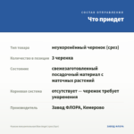 Фуксия полуампельная Blue Angel (срез/3шт) — что приедет