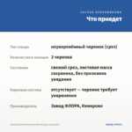 Фуксия Полуампельная Blue Mirage (срез/3шт) — что приедет