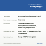 Фуксия Полуампельная Blue Mirage (срез/3шт) — что приедет
