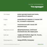 Фуксия Полуампельная Coen Bakker (0,1л) — что приедет