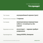 Фуксия Полуампельная Coen Bakker (срез/3шт) — что приедет