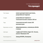 Фуксия полуампельная Guurtje (0,1л) — что приедет