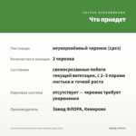 Фуксия полуампельная Hollys Beauty (срез/3шт) — что приедет