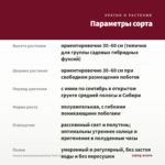 Фуксия полуампельная Kelly Torfs (0,1л) — параметры сорта