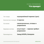 Фуксия полуампельная Kelly Torfs (срез/3шт) — что приедет