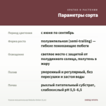 Фуксия полуампельная Natasha Sinton (0,1л) — параметры сорта