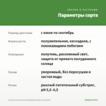 Фуксия полуампельная Natasha Sinton (срез/3шт) — параметры сорта