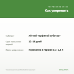 Фуксия полуампельная Natasha Sinton (срез/3шт) — как укоренить черенок