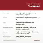 Фуксия Полуампельная Peachy (0,1л) — что приедет