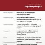 Фуксия Полуампельная Peachy (0,1л) — параметры сорта