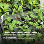 Фуксия Полуампельная Peachy (0,1л) — в таком виде растение уходит в заказ