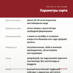 Фуксия Полуампельная Peachy (срез/3шт) — параметры сорта