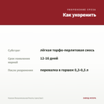 Фуксия Полуампельная Peachy (срез/3шт) — как укоренить черенок