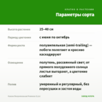 Фуксия Полуампельная Рromessa (0,1л) — параметры сорта