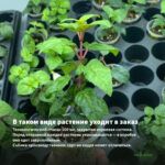 Фуксия Полуампельная Рromessa (0,1л) — в таком виде растение уходит в заказ