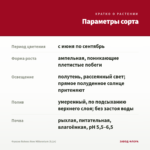 Фуксия Rohees New Millennium (0,1л) — параметры сорта
