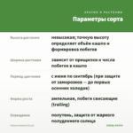 Фуксия Veenlust (0,1л) — параметры сорта
