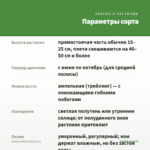 Фуксия White King (0,1л) — параметры сорта