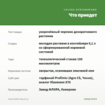 Фуксия White King (0,1л) — что приедет