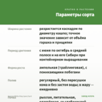 Фуксия White King (срез/3шт) — параметры сорта
