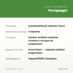 Фуксия White King (срез/3шт) — что приедет