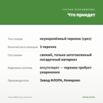 Фуксия White King (срез/3шт) — что приедет