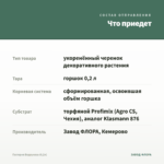 Гастерия Веррукоза (0,2л) — что приедет