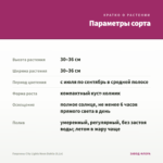 Георгины City Lights Neon Dahlia (0,1л) — параметры сорта