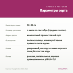 Георгины City Lights Neon Dahlia (0,1л) — параметры сорта