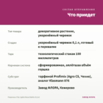 Георгины City Lights Neon Dahlia (0,1л) — что приедет