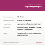 Георгины City Lights Neon Dahlia (срез/3шт) — параметры сорта