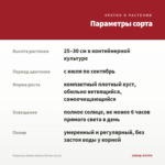 Георгины Dahila Gallery Riviera (0,1л) — параметры сорта