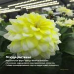 Георгины Dahlia Hypnotica Limoncello (0,1л) — откуда растение: вертикальная ферма Завода ФЛОРА в Кемерово
