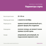 Георгины Dahlia Labella Grande Pink (0,1) — параметры сорта