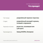 Георгины Dahlia Labella Grande Pink (0,1) — что приедет