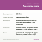 Георгины Dahlia Labella Grande Pink (срез/3шт) — параметры сорта