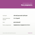 Георгины Dahlia Labella Grande Pink (срез/3шт) — как укоренить черенок