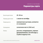 Георгины Dahlia Labella Grande Pink (срез/3шт) — параметры сорта