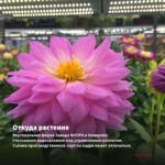 Георгины Dahlietta Surprise Cindy Red-Yellow (0,1л) — откуда растение: вертикальная ферма Завода ФЛОРА в Кемерово