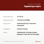 Георгины Dahlietta Surprise Demi Pink Bicolor (срезы/3шт) — параметры сорта