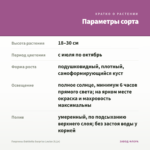 Георгины Dahlietta Surprise Louise (0,1л) — параметры сорта