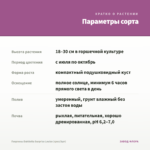 Георгины Dahlietta Surprise Louise (срез/3шт) — параметры сорта